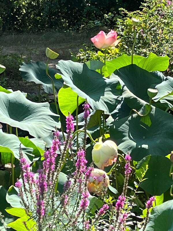 Lotus flowers at Lotus Pond